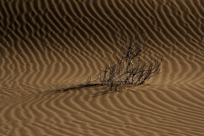 Desert Treks
