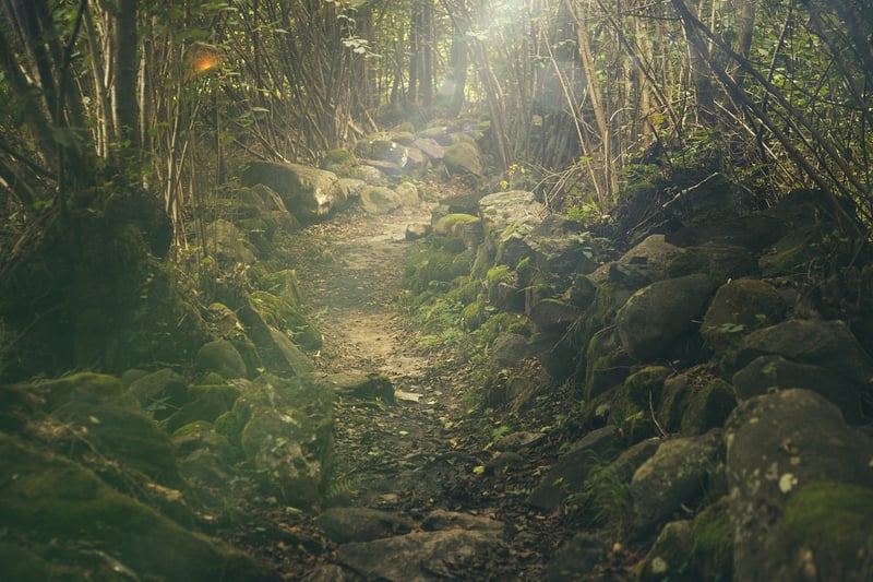 Forest Retreat