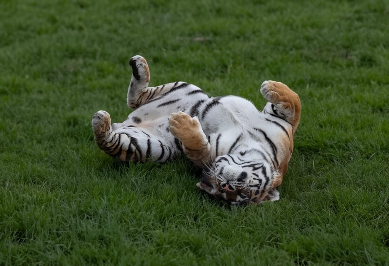 Tiger in the jungle